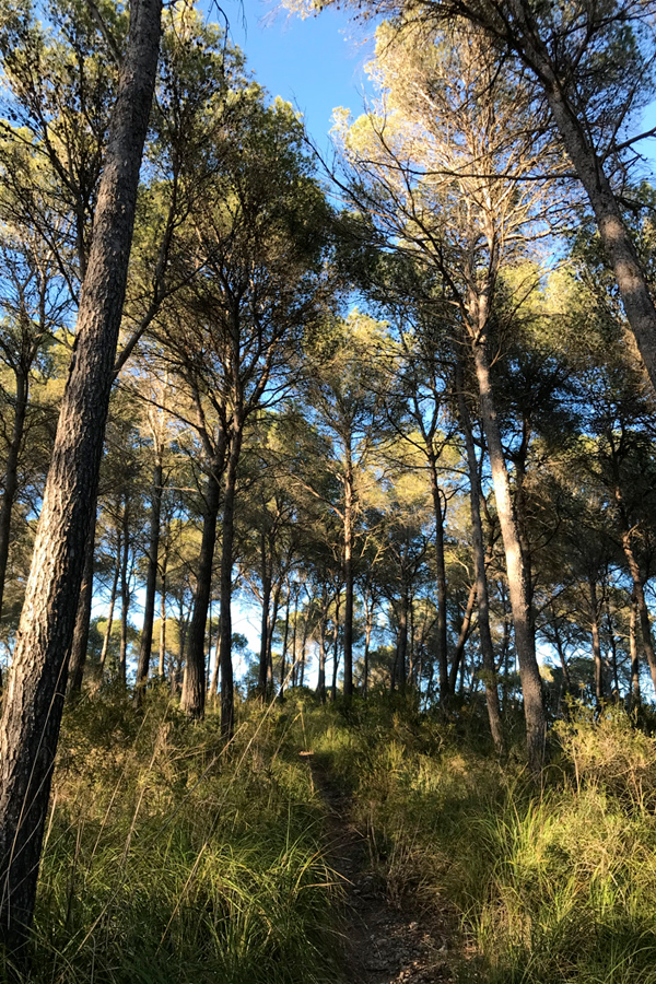 Descubre Mallorca con Natour Guide: Naturaleza en su máxima expresión.